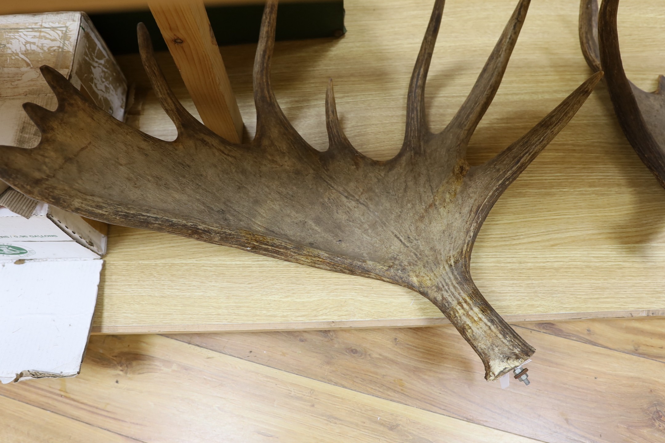 An unmounted pair of moose antlers
